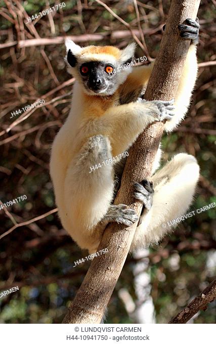 animal, primate, mammal, lemur, sifaka, Tattersall's sifaka, Golden-crowned sifaka, front view, endemic, nocturnal, dry, deciduous, forest, Kirindy, Madagascar
