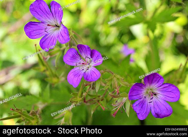 Beautiful meadow flower, purple geranium. Summer landscape in Hemsedal, Buskerud, Norway