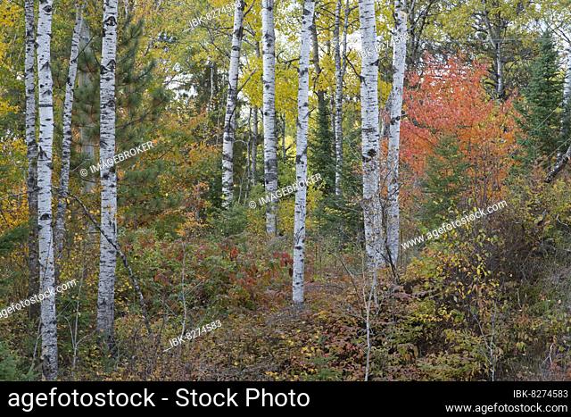 Herbstlicher Birkenwald (Betula papyrifera), Algonquin Park, Kanada