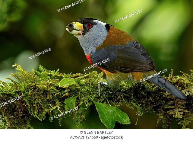 Toucan Barbet (Semnornis ramphastinus) perched on a branch in the Andes mountains of Colombia