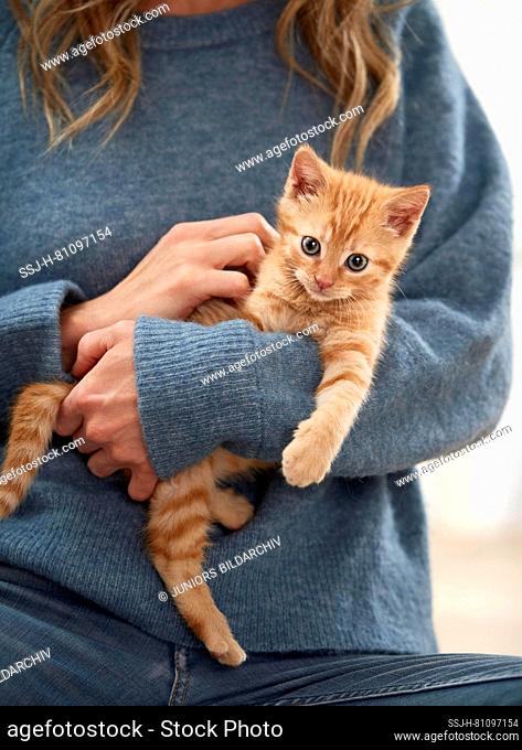 Domestic cat. A kitten sits on the arm of a woman. Germany