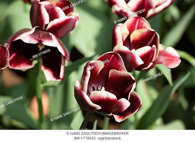Tulips, annual flower show at Keukenhof flower garden, Lisse, North Holland province, Netherlands, Europe