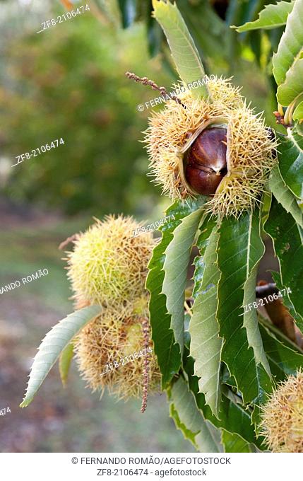 Chestnut fruits emerging from the bur, at Guarda, Portugal