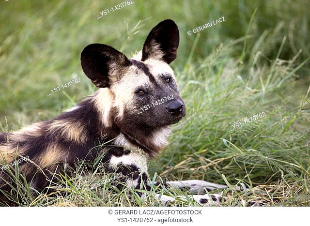 AFRICAN WILD DOG lycaon pictus, ADULT LAYING DOWN ON GRASS, NAMIBIA