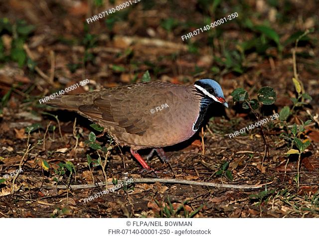 Blue-headed Quail-dove (Starnoenas cyanocephala) adult, walking on forest floor, Zapata Peninsula, Matanzas Province, Cuba, March