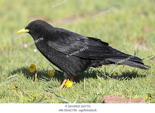 Alpine Chough (Pyrrhocorax graculus), side view of an adult standing on the grass in Morocco