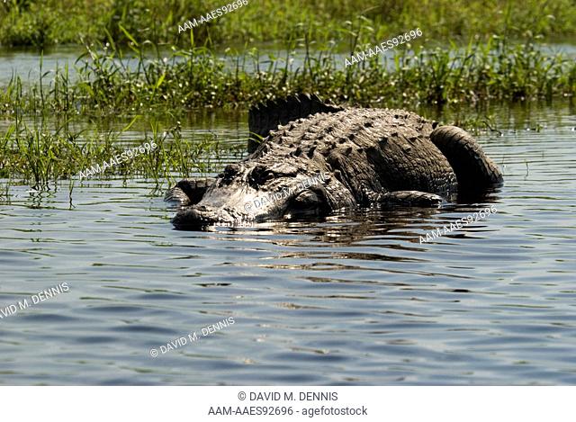 Large American Alligator (Alligator mississippensis) Myakka River State Park, Sarasota Co., FL