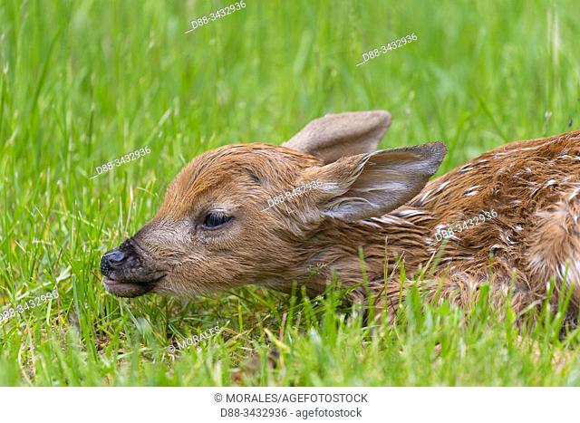 United States, Michigan, white-tailed deer (Odocoileus virginianus), baby in the grass near by a lake