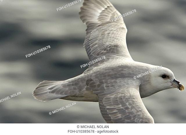 Northern fulmar Fulmarus glacialis on the wing in the Barents Sea in the Svalbard Archipelago, Norway