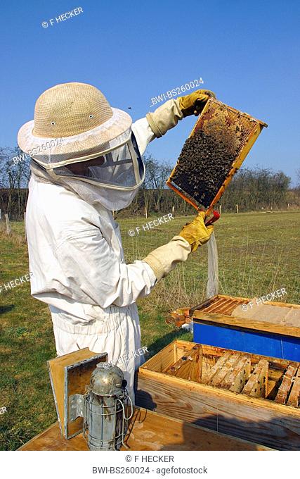 honey bee, hive bee Apis mellifera mellifera, apiarist controlling a beehive, Germany