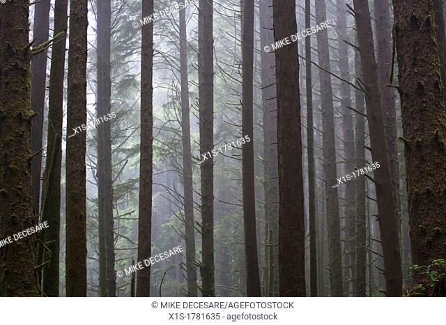 California Redwood Groves