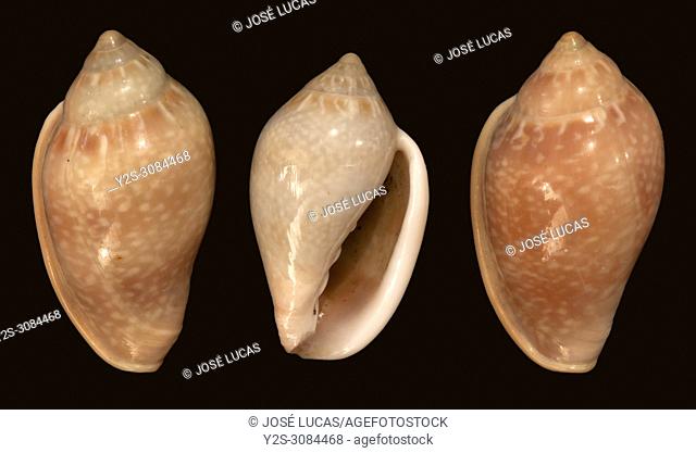 Seashells of Marginella glabella (different color tones). Malacology collection. Spain. Europe