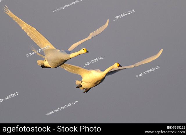 Two flying Whooper swans ( Cygnus cygnus) in the morning light, Goldenstedter Moor, Lower Saxony, Germany, Europe