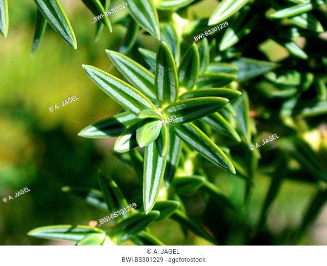 Syrian juniper (Juniperus drupacea, Arceuthos drupacea), branch