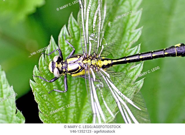 Newly emerged Common Clubtail from exuvia  From above  Clings to nettle leaf  Wings spread extended but draining  Water droplets can be seen in wing cells  Body...