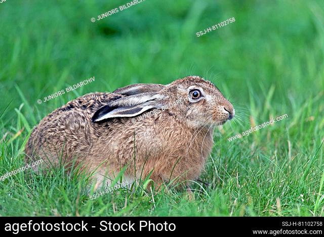 European Brown Hare (Lepus europaeus). Juvenile in a meadow. Germany