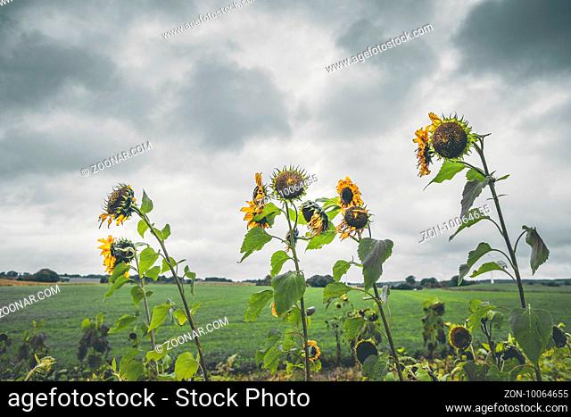 Withered sunflowers in cloudy weather on a field in the fall
