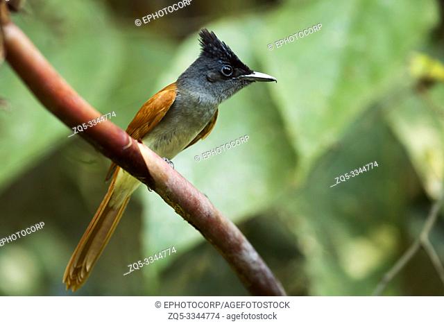 Indian paradise flycatcher, female, Terpsiphone paradisi, Western Ghats, India