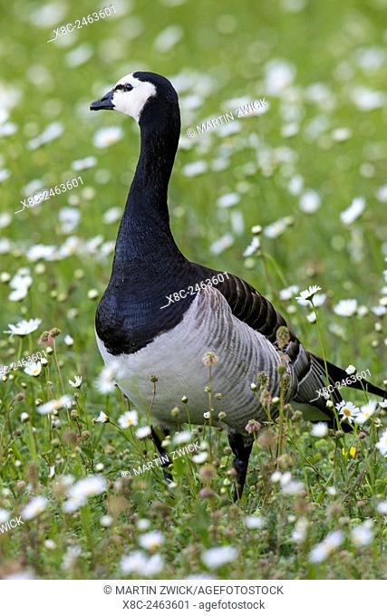 Barnacle goose (Branta leucopsis). A typical species for the western arctic region, the population in southern bavaria is very unusual