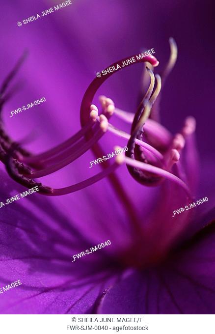 Tibouchina granulosa, Glory tree, Purple subject