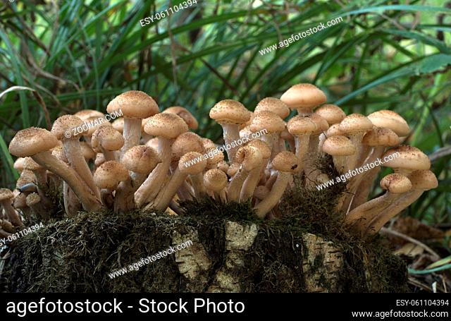 Mushrooms, growing on a tree trunk covered by moss in the autumn forest