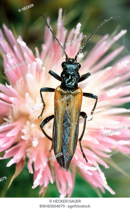 false blister beetle (Oedemera femorata), female, on pink blossom