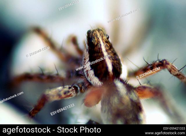 Wolf spider (Lycosidae) on the stones. Window into world of ultra macro, mountain tundra higher Arctic circle