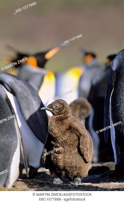 King Penguin Aptenodytes patagonica chick is waiting for parents left alone in the colony at Volunteer Point on the Falkland Islands  Antarctica, Subantarctica