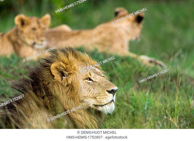 Kenya, Masai-Mara game reserve, lion (Panthera leo), male