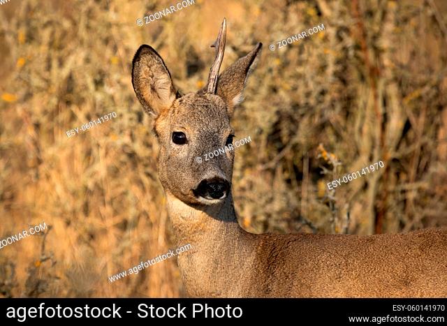 Roe deer, capreolus capreolus, shedding antler in autumn nature in close-up. Portrait of male mammal looking in brown environment
