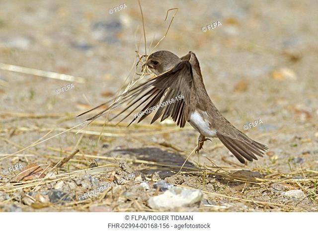 Sand Martin (Riparia riparia) adult, in flight, collecting nest material, Norfolk, England, April