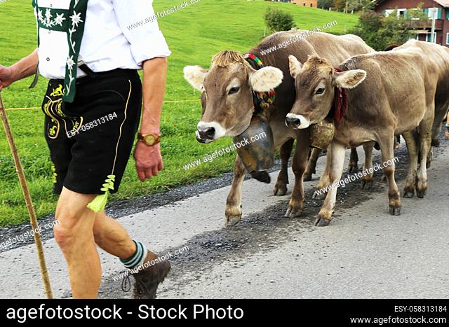Ceremonial driving down of cattle from the mountain pastures into the valley in autumn (Memhoelz, Bavaria, Germany, Octorber 03, 2019)