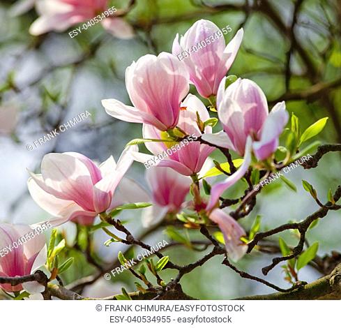 Closeup of Magnolia Flower at Blossom in Spring