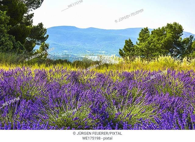 lavender fields with a view to lake of Sainte-Croix, Provence, France, landscape between Sainte-Croix-du-Verdon and Moustiers-Sainte-Marie