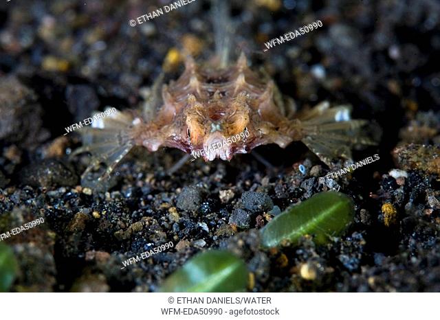 Dragon Sea Moth, Eurypegasus draconis, Komodo, Lesser Sunda Islands, Indonesia