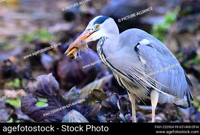 03 January 2022, Berlin: 03.01.2022, Berlin. A gray heron (Ardea cinerea), also known as a heron, is standing in a bed of red cabbage on a winter day