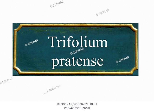 shield trifolium pratense