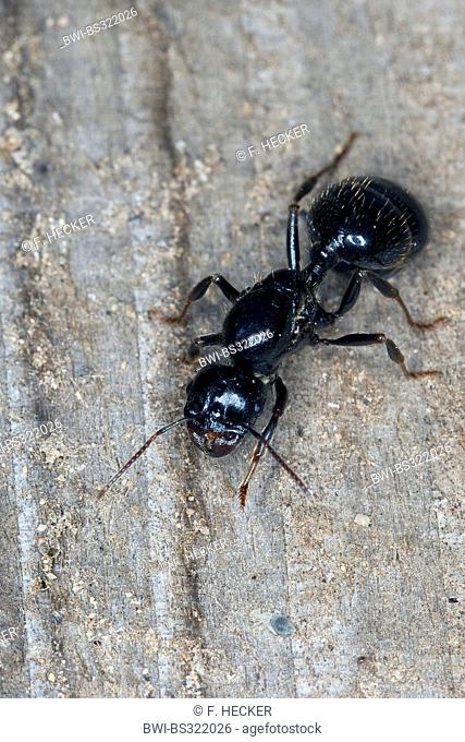 harvester ant (Messor spec.), queen sitting on wood