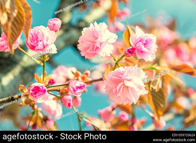 Sakura flower cherry blossom. Greeting card background. Vintage soft toned effect. Shallow depth