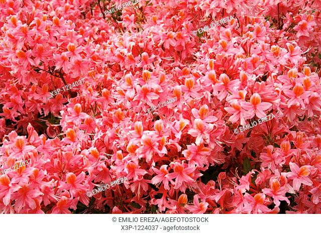Azalea Pucella Rhododendron luteum Pucella