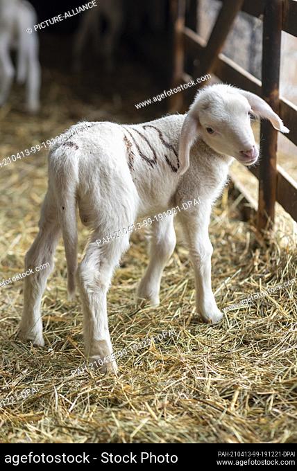 26 March 2021, Saxony-Anhalt, Zerbst: An Easter lamb born in March 2021 stands in the barn of the Frischbier sheep farm. Farmer Rainer Frischbier breeds...