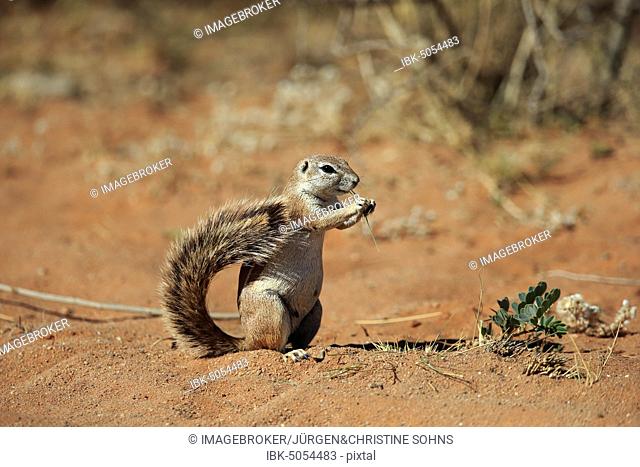 Cape ground squirrel (Xerus inauris), adult, eating, Mountain Zebra National Park, Eastern Cape, South Africa, Africa