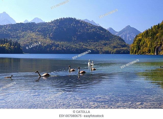 swan family on Alpsee in Bavarian Alps
