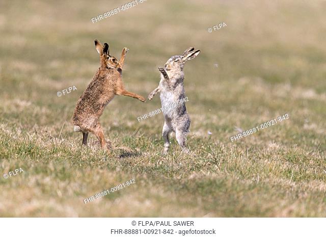 European Hare (Lepus europeaus) adult pair, 'boxing', female fighting leucistic form male in grass field, Suffolk, England, March
