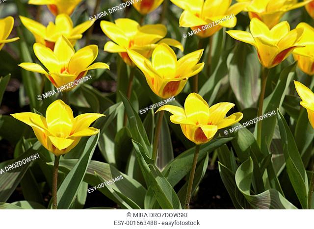Beautiful tulips in Keukenhof Garden