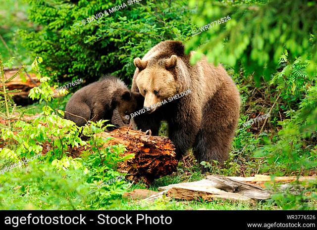 Two Brown Bears (Ursus arctos) in the Bavarian Forest, Germany