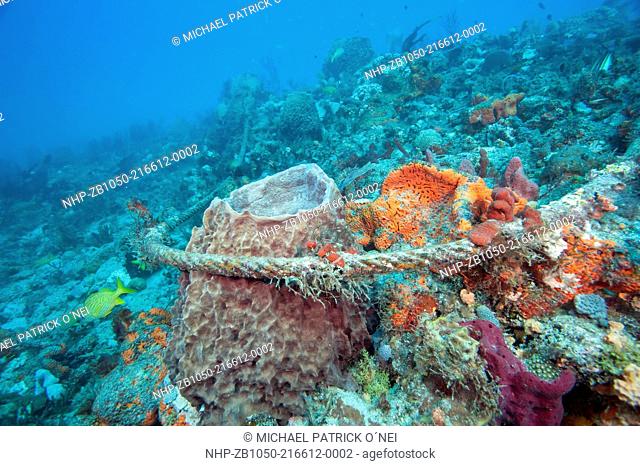 A discarded anchor line damages delicate sponges and corals on the Breakers Reef in Palm Beach County, Florida, United States