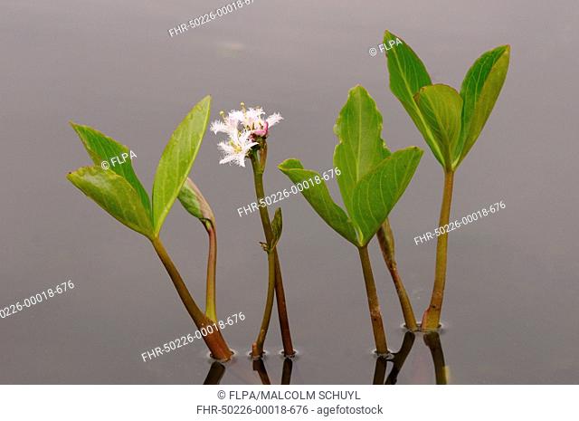 Bogbean (Menyanthes trifoliata) flowering, growing in pond, Oxfordshire, England, May
