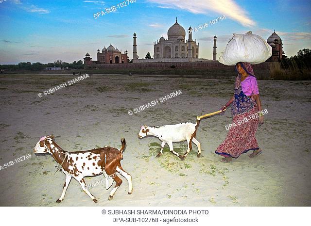 Village woman herds goats home banks river Yamuna flowing Taj Mahal Agra Ancient artist artistic beautiful Color colorful sky constructed 1631 A