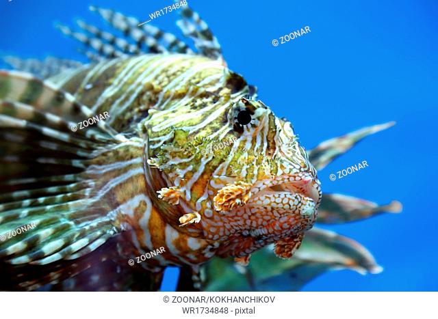 lionfish zebrafish underwater